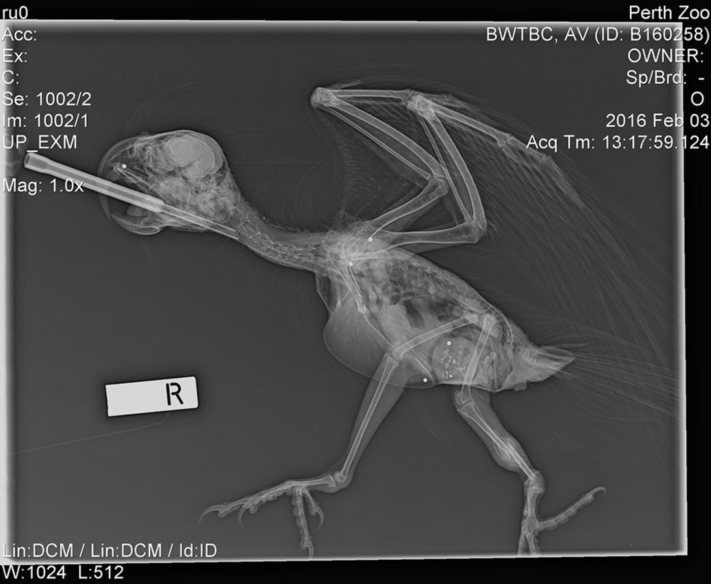 Lucky was shot and found unable to fly in December 2016= Western Australia