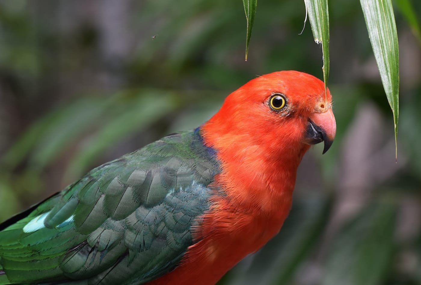 King parrot