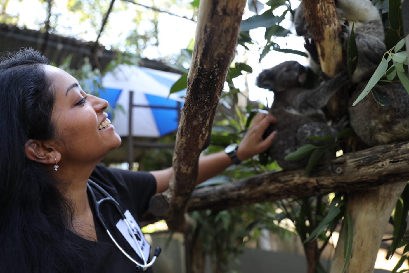 Dr Prishani with some koala joeys in the Friends of the Koala, koala kindy