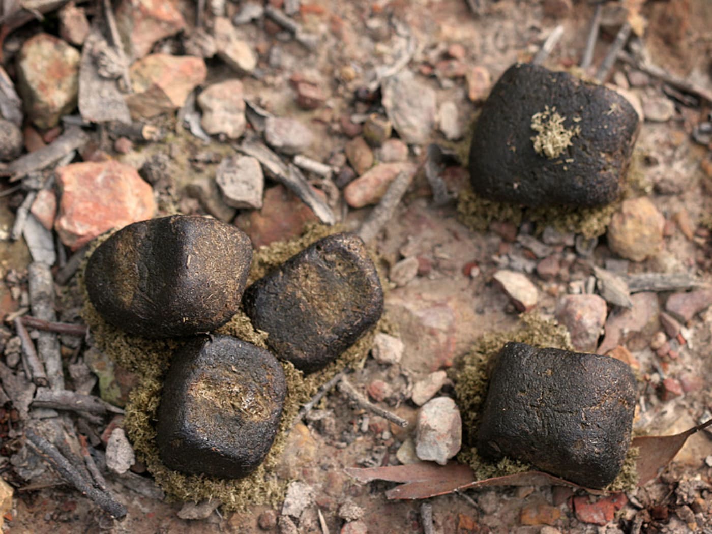 Wombat scat CC BY-NC-SA 2.0 Didi / Flickr
