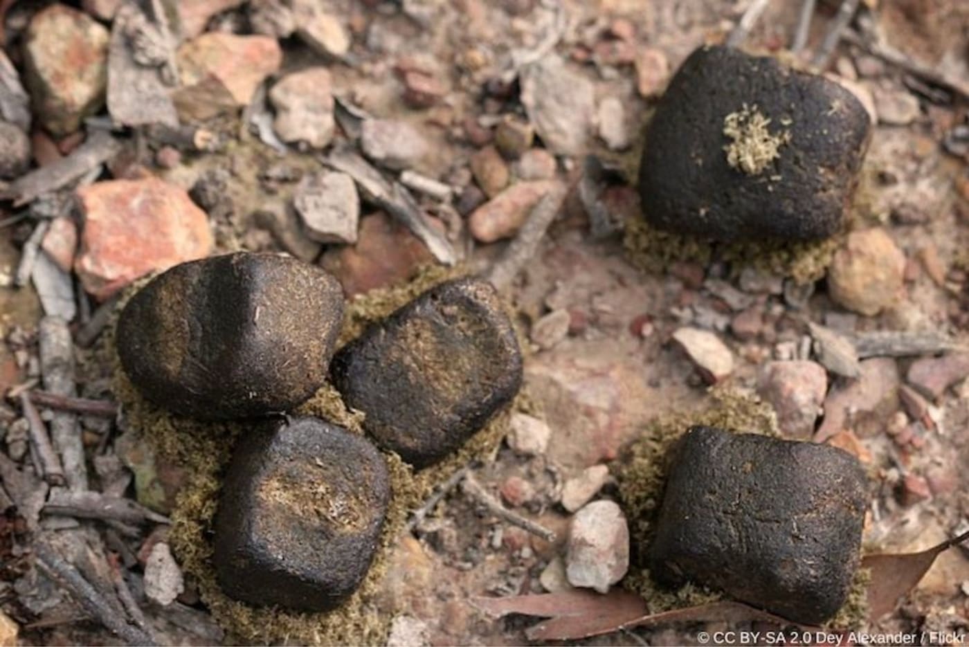 Wombat poo