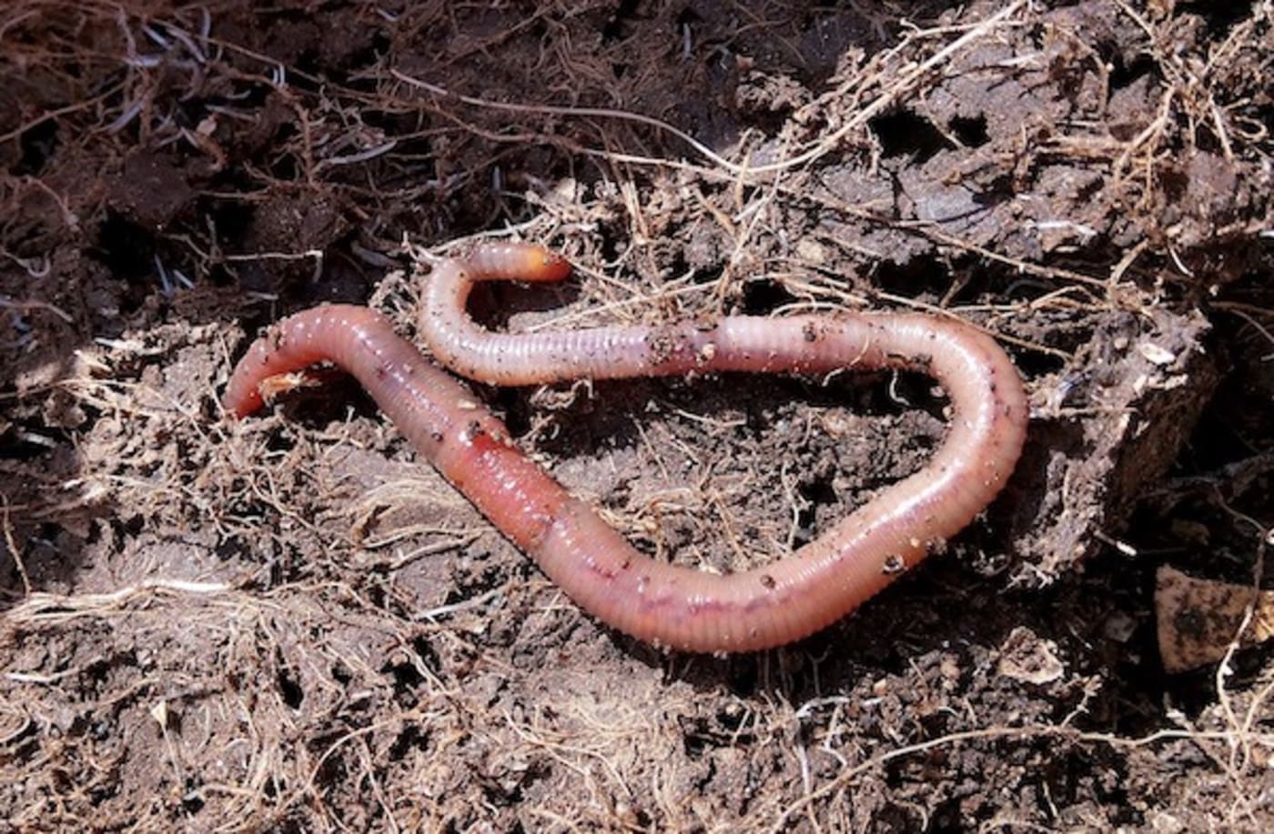 Earthworm