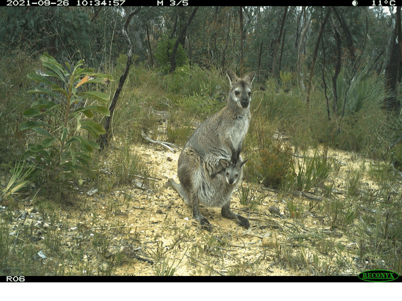 Collection of sensor camera images captured through the Eyes on Recovery project.