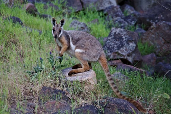 A yellow-footed rock-wallaby in the wild at Warren Gorge in the Flinders Ranges
