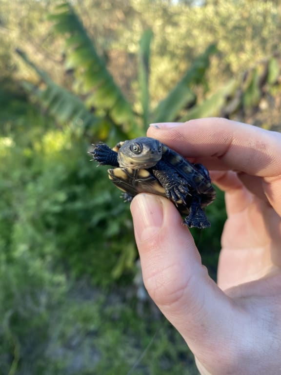 Dr Kita Ashman holding western swamp turtle