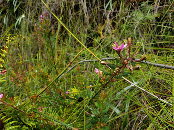 Barker’s Boronia - Boronia barkeriana