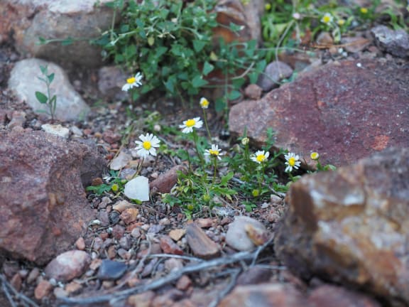 Corunna daisy - Brachyscome muelleri