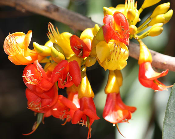 Castanospermum australe flower (Courtesy of Wiki Commons). Jirrbal People call the black bean tree ‘mirrany’.
