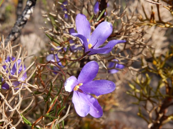 Twining Finger-flowers - Cheiranthera volubilis