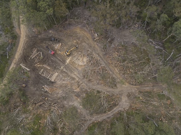 Logging in Tallaganda State Forest