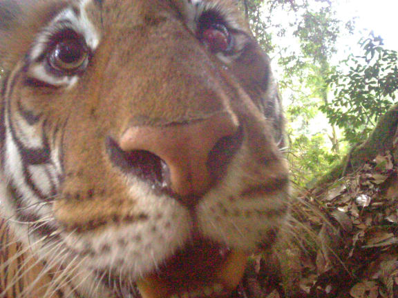 Tigers recorded on a sensor camera in Bhutan during the 2021-22 national tiger survey.