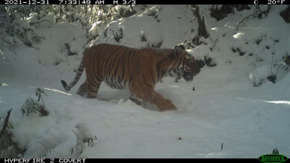 Tiger in snow recorded on sensor camera in Bhutan during the 2021-22 national tiger survey.