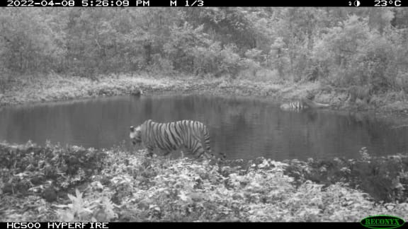 Tigers recorded on a sensor camera in Bhutan during the 2021-22 national tiger survey.