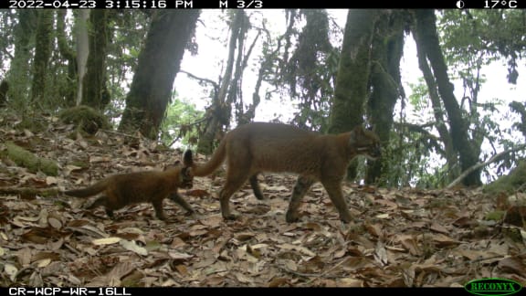 Asiatic golden cat and young recorded on a sensor camera in Bhutan during the 2021-22 national tiger survey