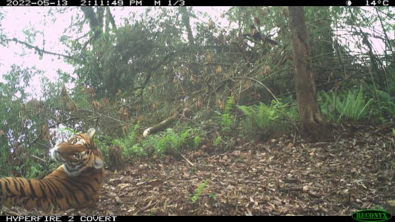 Tigers recorded on a sensor camera in Bhutan during the 2021-22 national tiger survey.