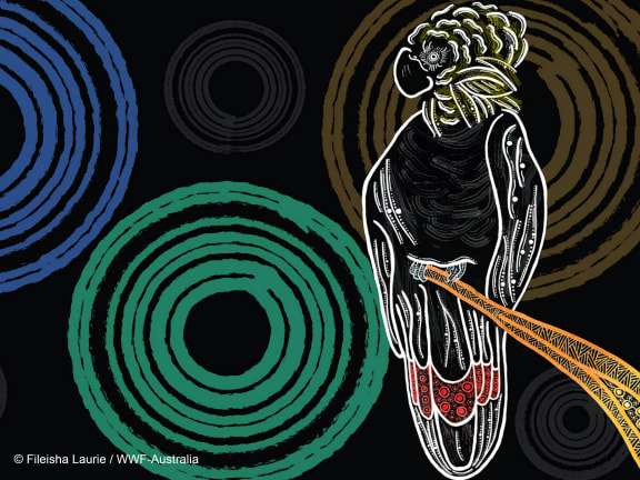 Indigenous art depicting the glossy black cockatoo by Gumbaynggirr, Bundjalung and Kalkadoon artist Fileisha Laurie
