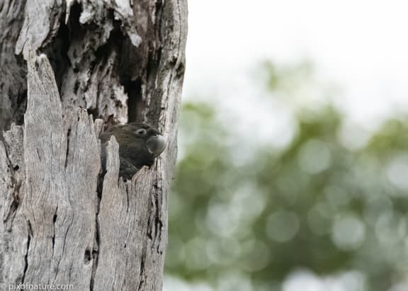 Young glossy black cockatoo - When her mother returned Firefly would launch into vigorous calls begging to be fed
