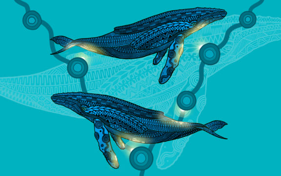 Indigenous humpback whale art from Jirrbal, Wagedoegam, Ngapuhi & Scottish artist Beau Pennefather-Motlop.