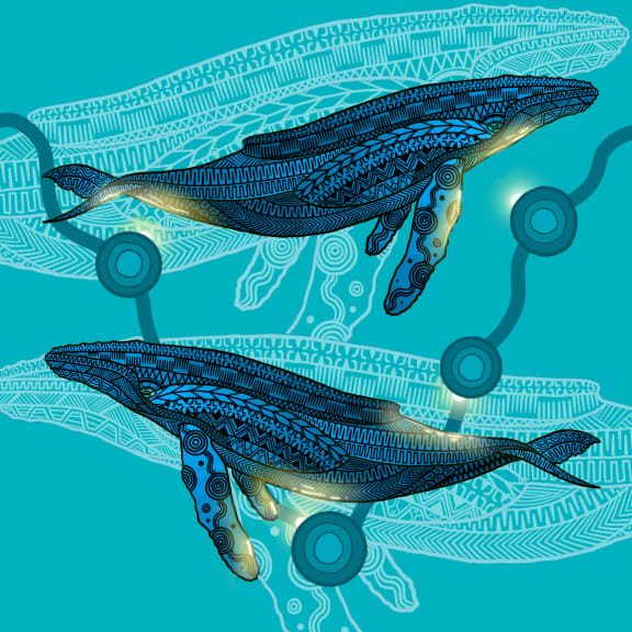 Indigenous humpback whale art (square format) from Jirrbal, Wagedoegam, Ngapuhi & Scottish artist Beau Pennefather-Motlop.