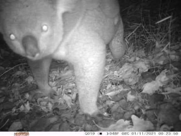Koala moving between trees at night © Supplied camera trap image