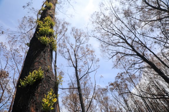 New growth after bushfires