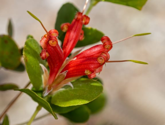 Roundleaf Honeysuckle - Lambertia orbifolia