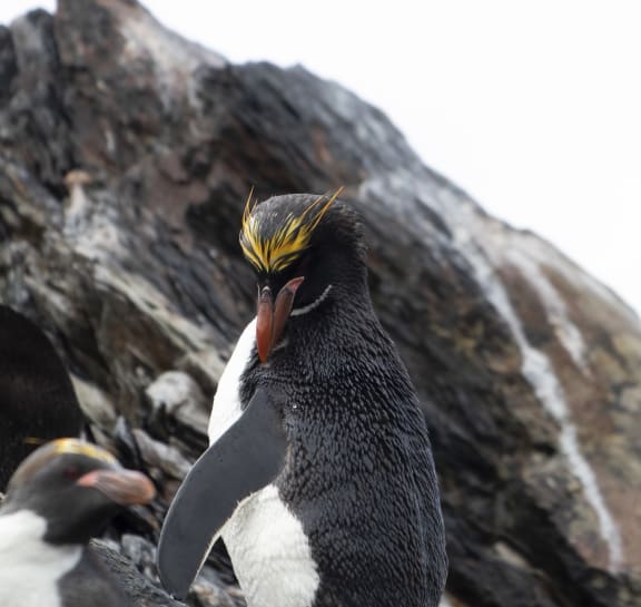 Macaroni Penguin in South Georgia