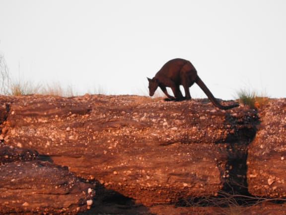 Black Wallaroo (Macropus bernardus)