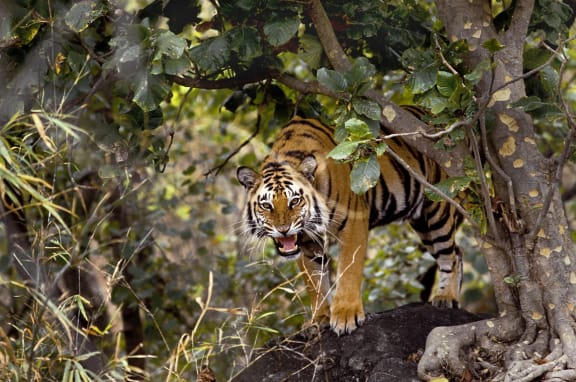 Tiger standing beside a tree, India.