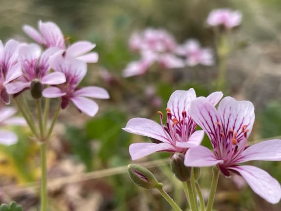 Omeo Storksbill