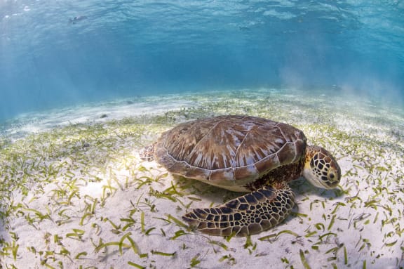 9 incredible facts about green sea turtles | WWF Australia