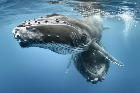 Humpback whale (Megaptera novaeangliae) male calf with his resting mother in Vava'u, Kingdom of Tonga, Pacific Ocean.