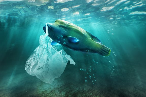 Digitally altered illustration of a humphead wrasse and a plastic bag