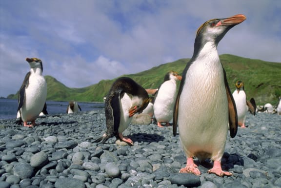 Penguins on rocky beach