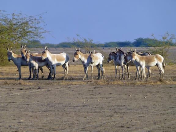 Wild ass of Little Rann of Kutch