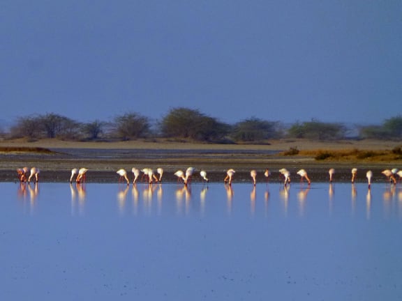Flamingo flock in Little Rann of Kutch, India
