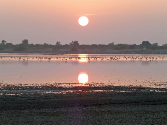 Flamingo flock in the Little Ran of Kutch, India