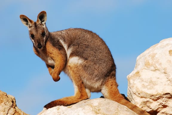 Yellow-footed rock-wallaby (Petrogale xanthopus) at Monarto Zoo, South Australia