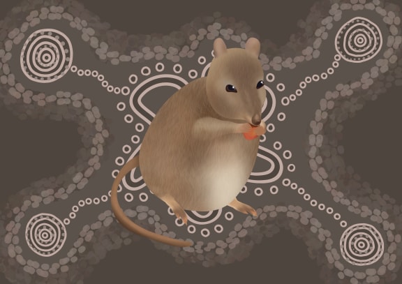 Indigenous potoroo art by Yued Noongar artist Iesha Wyatt