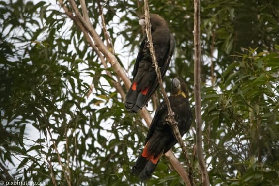 Two glossy black cockatoos in NSW Northern Rivers - The father Mr Prez (left) and mother Prez (right)