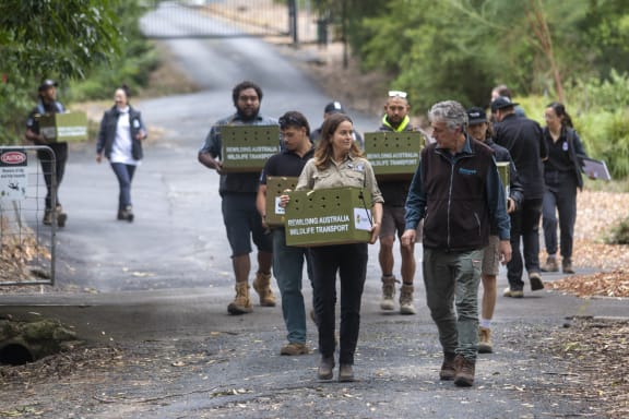 The team transporting eastern quolls inside their den boxes to the release site.