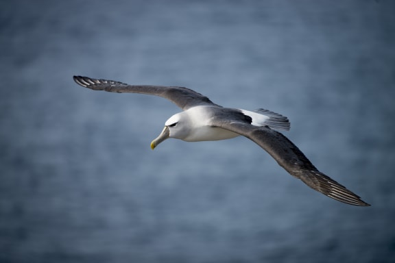 A shy albatross (Thalassarche cauta) in flight, Albatross Island, Tasmania