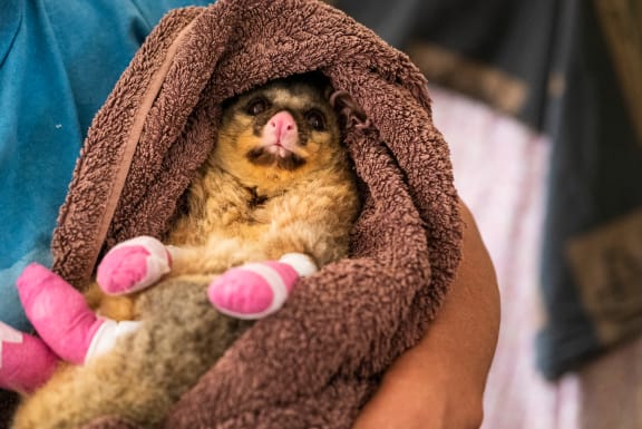 Minty, an injured possum that suffered burns to all four of his paws and his tail from the 2019-20 bushfires in care with Wildcare in Carwoola, NSW