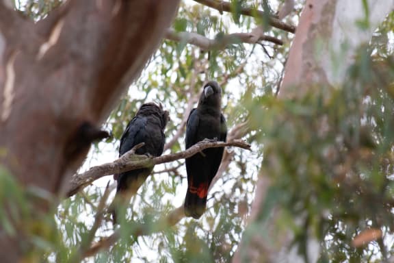 A pair of Kangaroo Island glossy black cockatoos in unburnt habitat in Cygnet Park