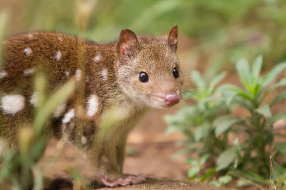 Spotted-tail quoll or tiger quoll