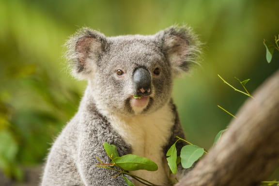 Koala eating eucalypt leaves