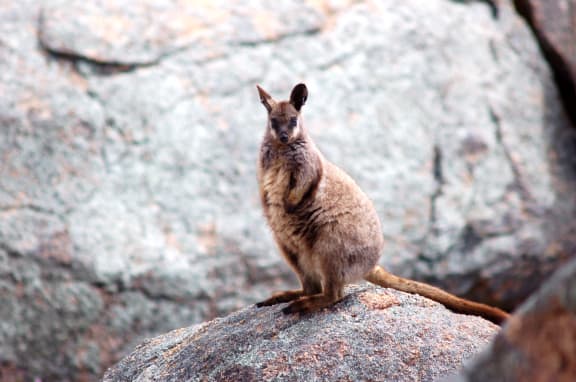 Black-flanked rock-wallaby in the central Wheatbelt, Western Australia