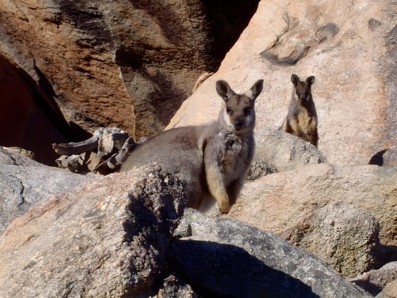 Black-flanked rock-wallaby, Central Wheatbelt, Southwest Australia
