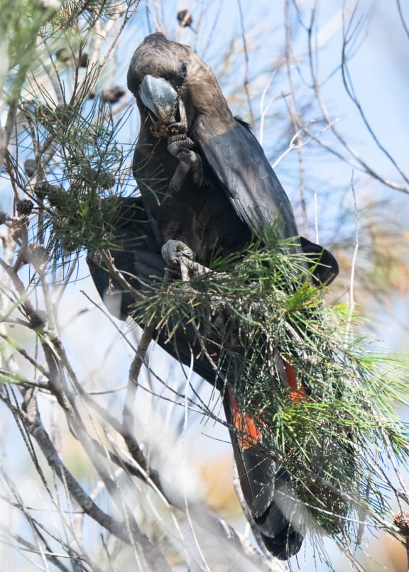 Barry, the first male glossy black cockatoo sighted in the Northern Rivers region after a search of almost three months.