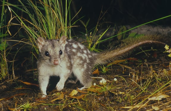 Northern quoll (Dasyurus hallucatus)
